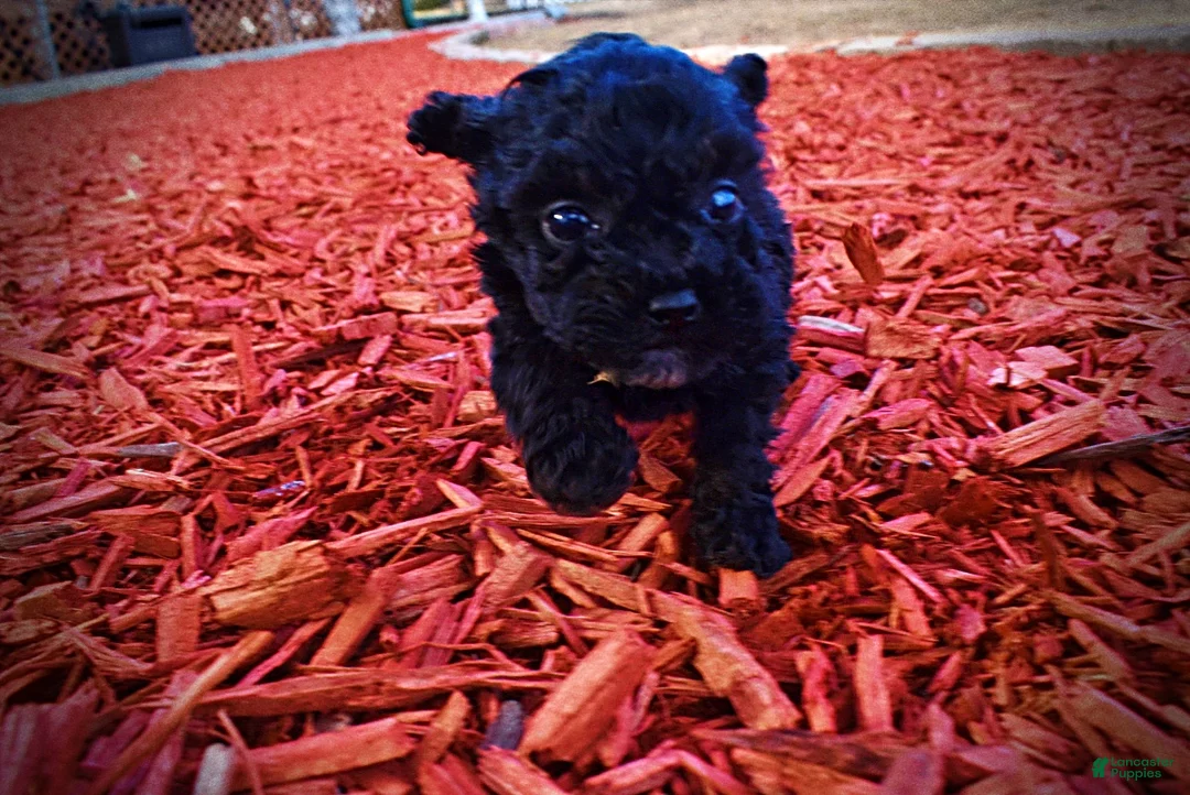 Toy Poodle dogs for sale: Kissy - Ad 12