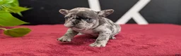 French Bulldog dogs for sale: Xena - Ad 8