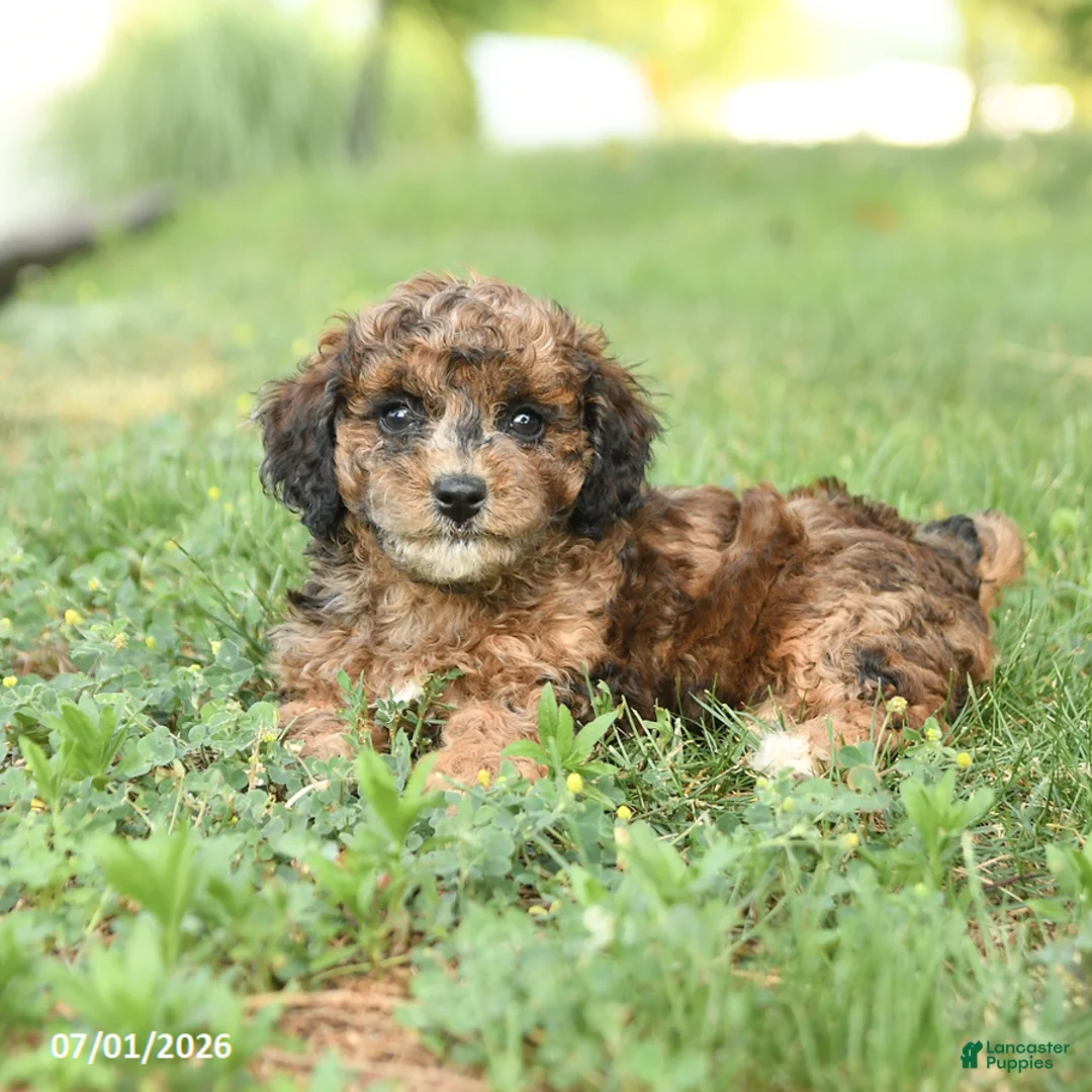Miniature Poodle dogs for sale: Cinnamon - Ad 5