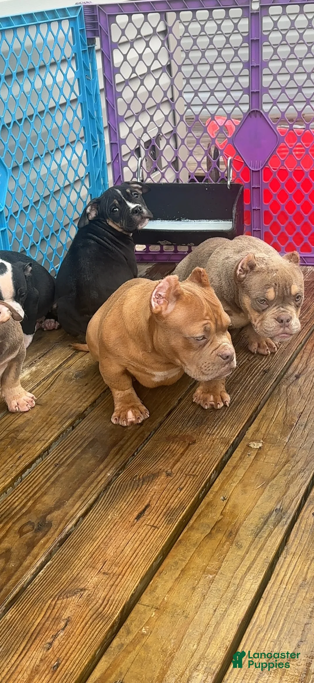 American Bully dogs for sale: Saweetie - Ad 10