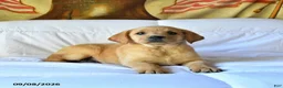 Labrador Retriever dogs for sale: Rosie - Ad 4