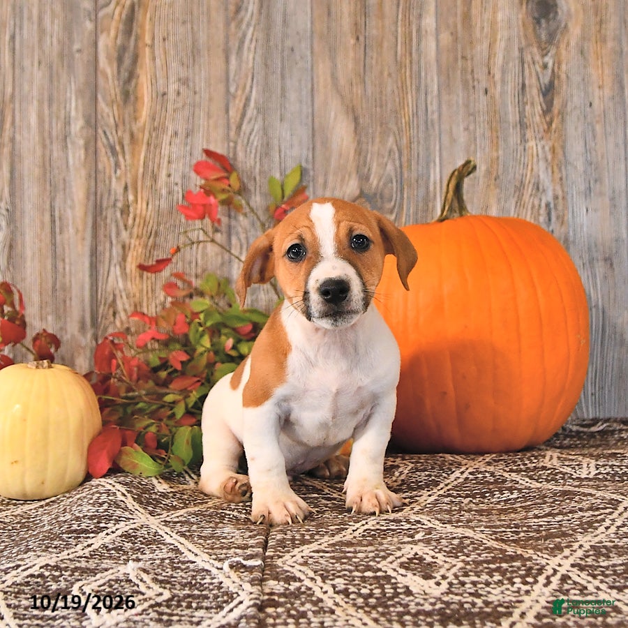 Jack Russell Terrier dogs for sale: Frankenstein - Ad 1