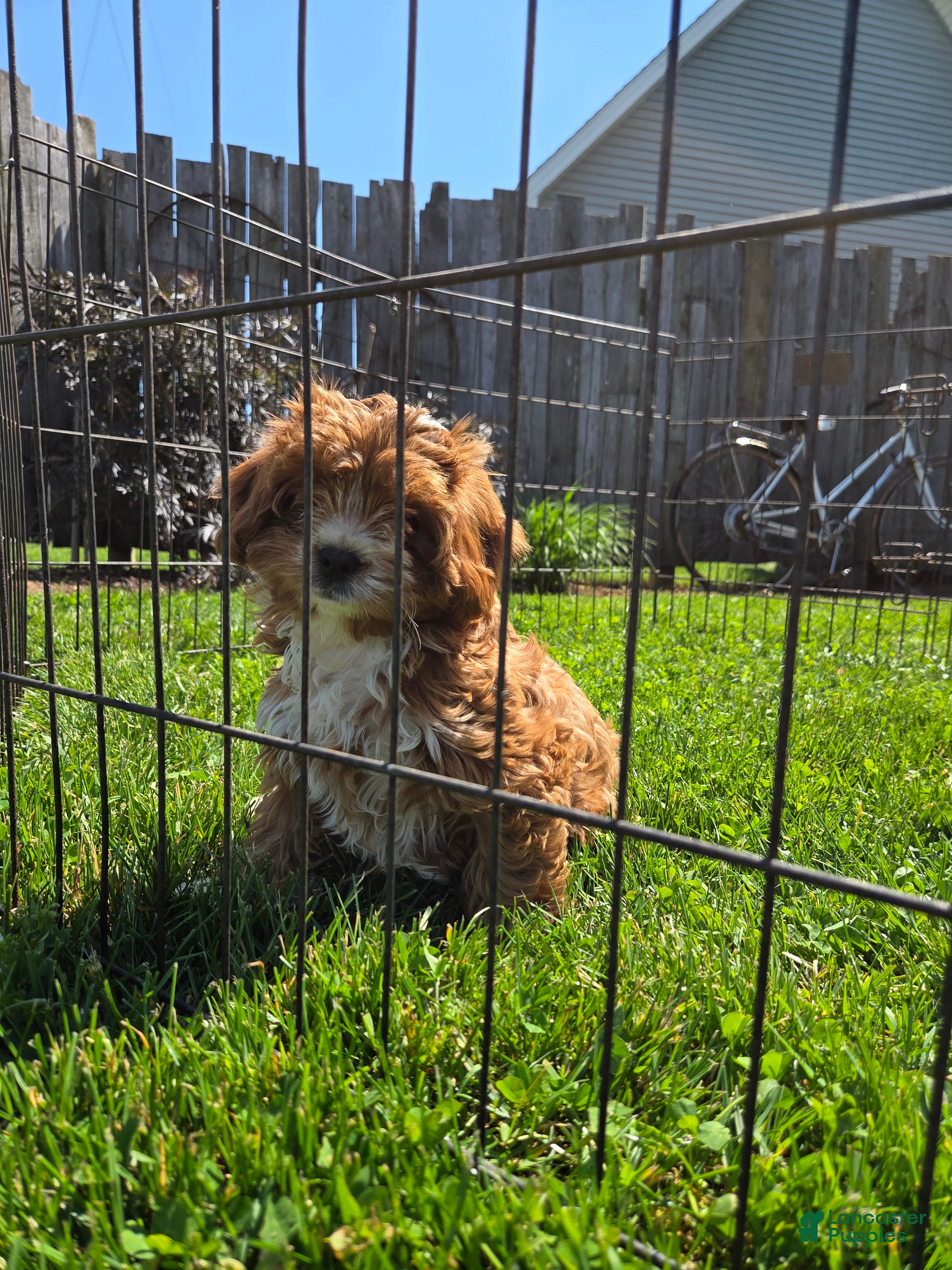 Cavapoo dogs for sale: Cavapoo Puppy 1 - Ad 1