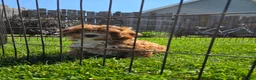 Cavapoo dogs for sale: Cavapoo Puppy 1 - Ad 1