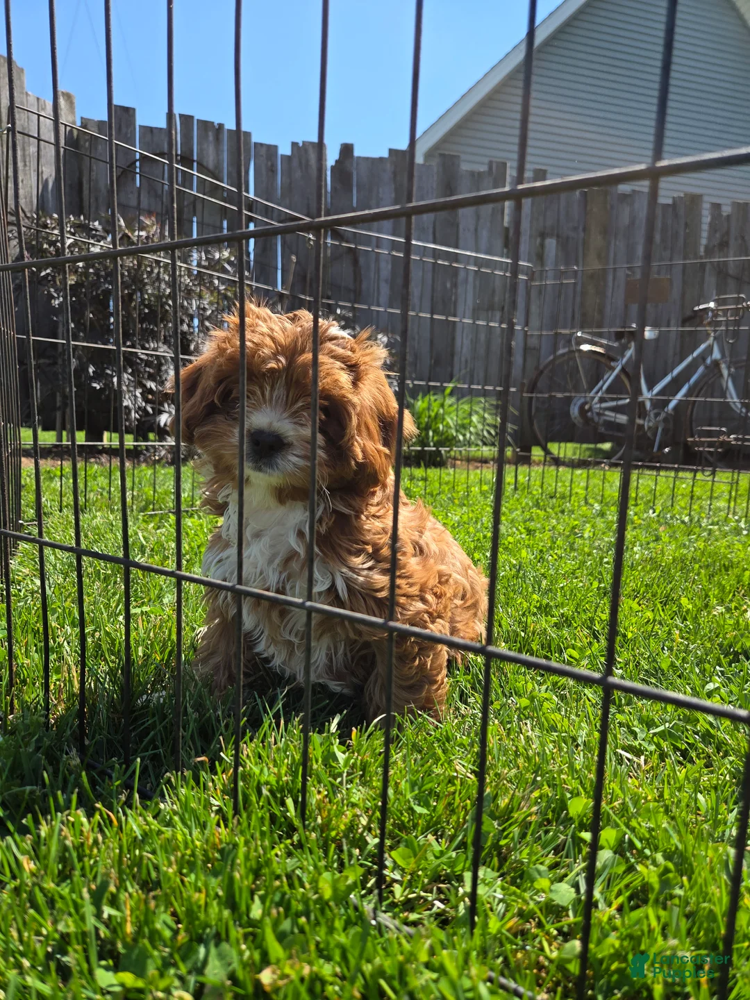 Cavapoo dogs for sale: Cavapoo Puppy 1 - Ad 1