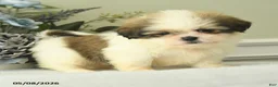 Shih Tzu dogs for sale: Hatty - Ad 2