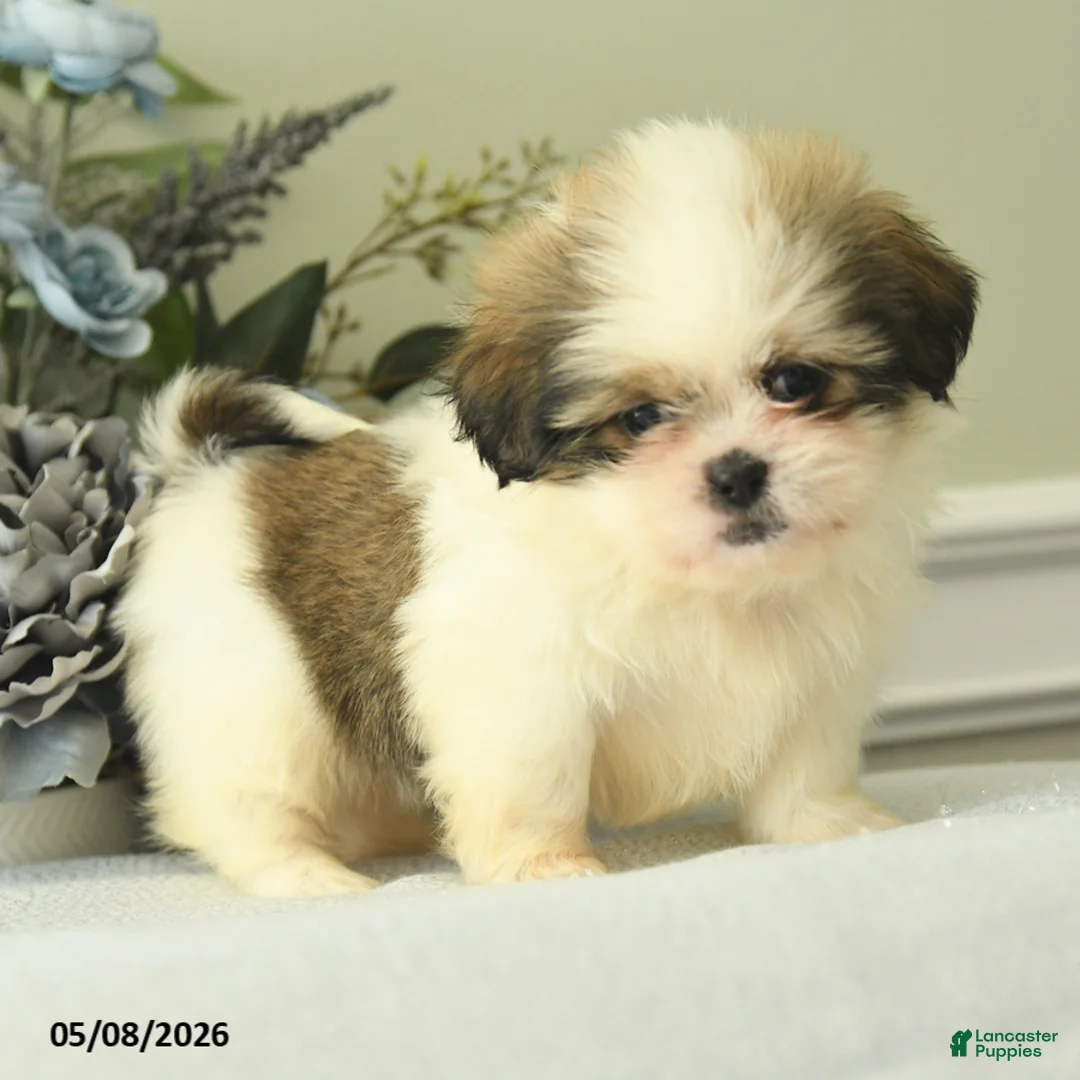 Shih Tzu dogs for sale: Hatty - Ad 2