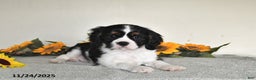 Cavalier King Charles Spaniel dogs for sale: Bingo - Ad 1