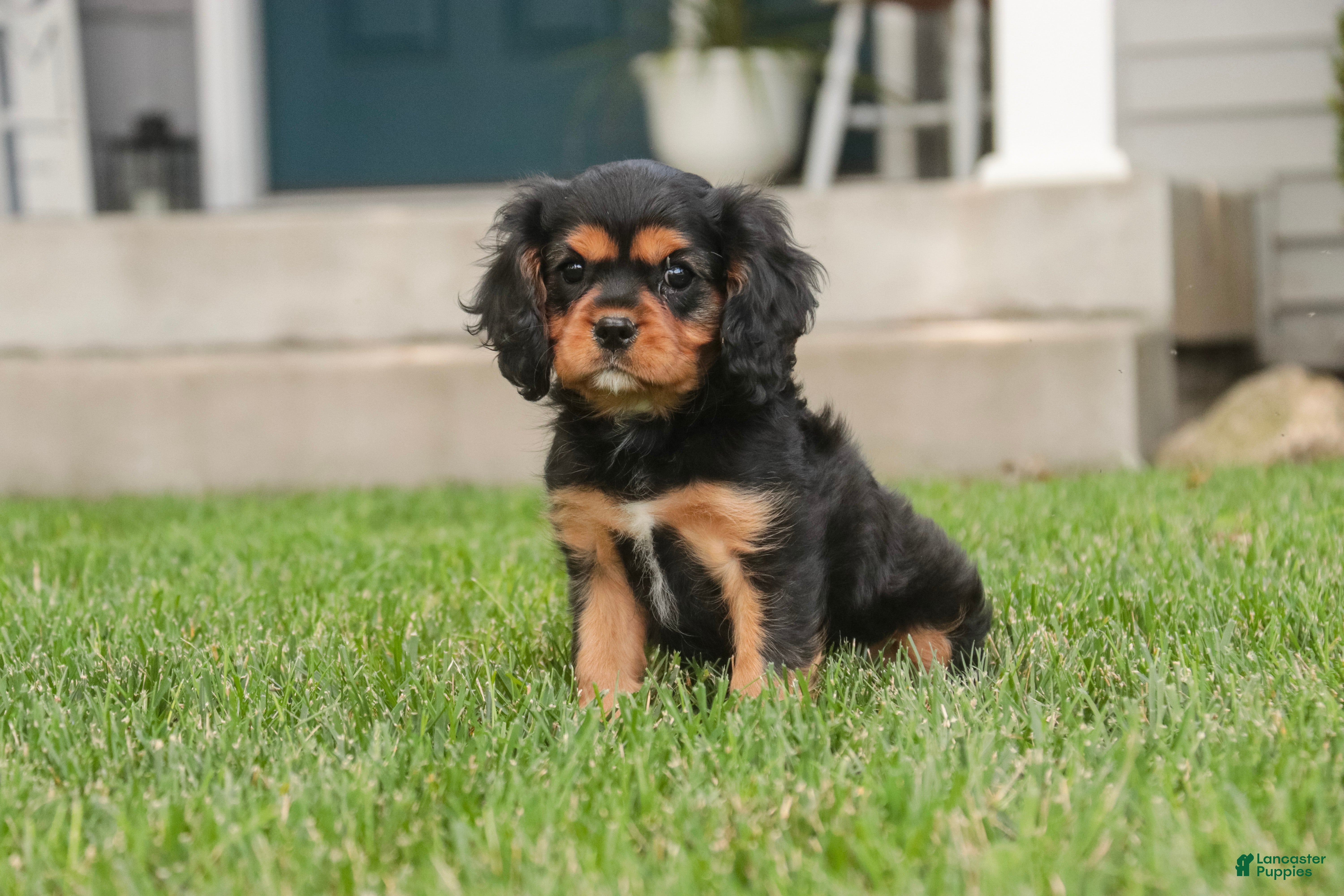 Cavalier King Charles Spaniel dogs Leroy Cavalier King Charles Spaniel  - Ad 2