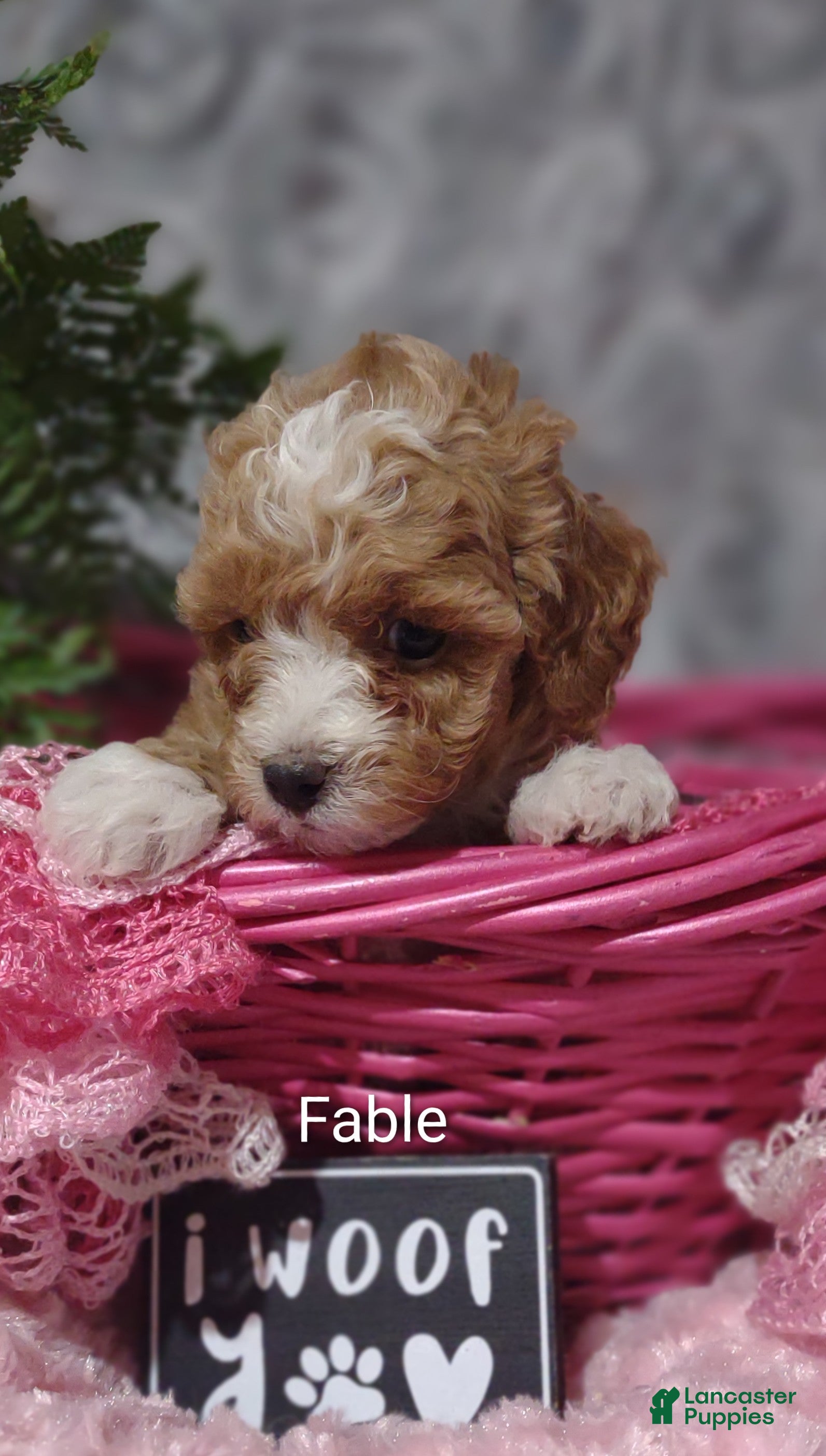 Shihpoo dogs Fable - Ad 19