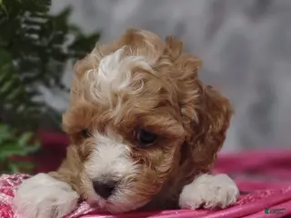 Shihpoo dogs Fable - Ad 19