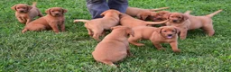 Labrador Retriever dogs for sale: Foxy - Ad 8