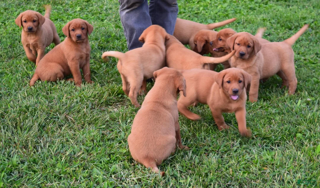 Labrador Retriever dogs for sale: Foxy - Ad 8