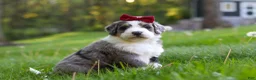 Bernedoodle dogs for sale: Dolly - Ad 6