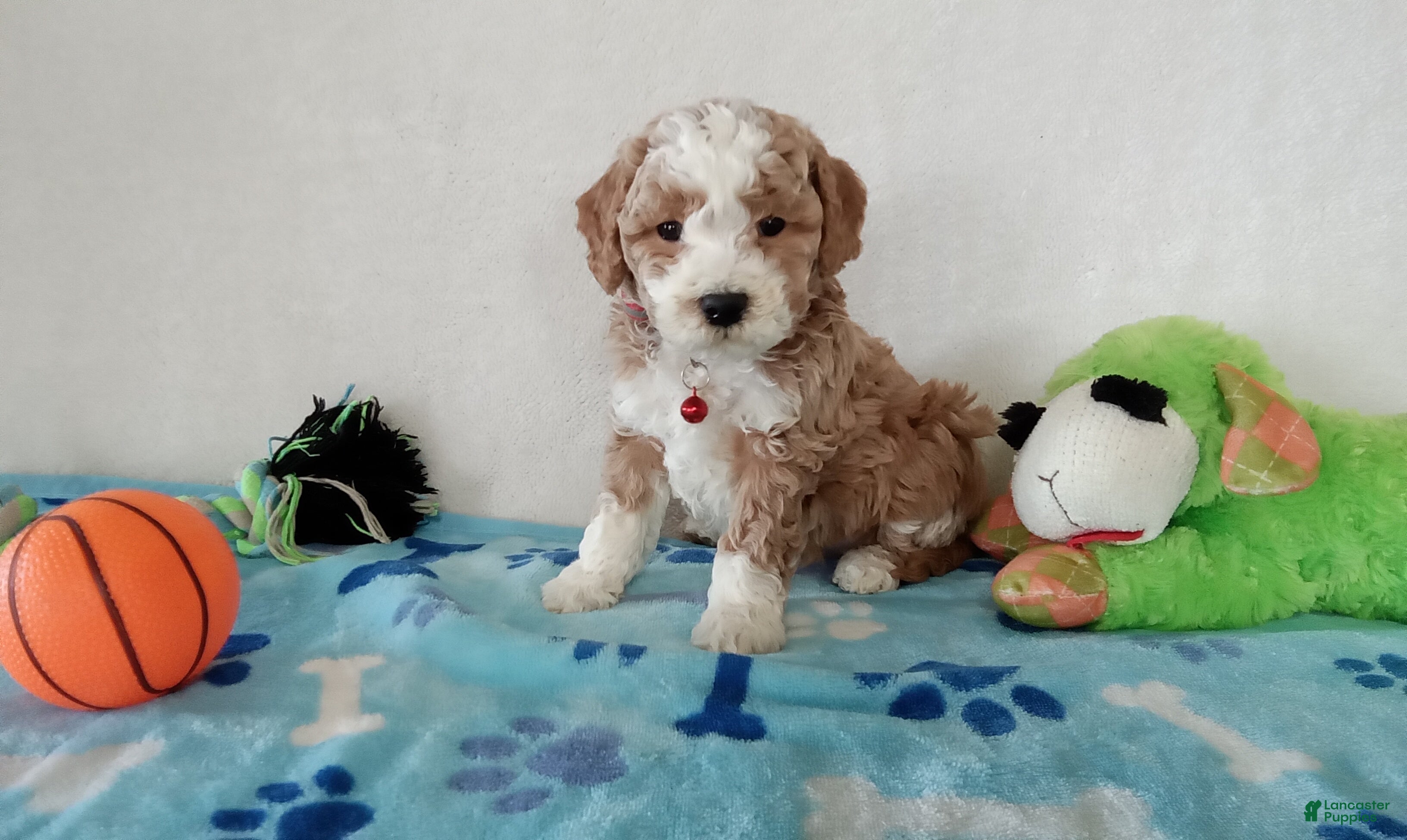 Cavapoo dogs Porky  - Ad 16