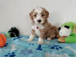 Cavapoo dogs Porky - Ad 16