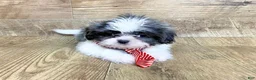 Shih Tzu dogs for sale: Olivia - Ad 1