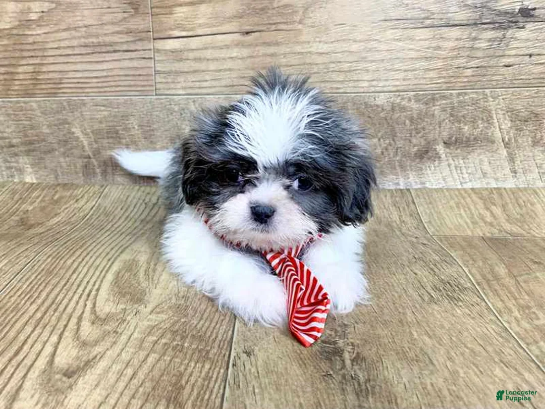Shih Tzu dogs for sale: Olivia - Ad 1