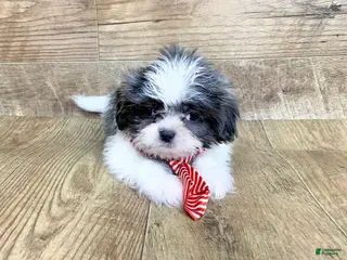 Shih Tzu dogs Olivia - Ad 36