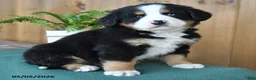 Bernese Mountain Dog dogs for sale: Pal - Ad 3
