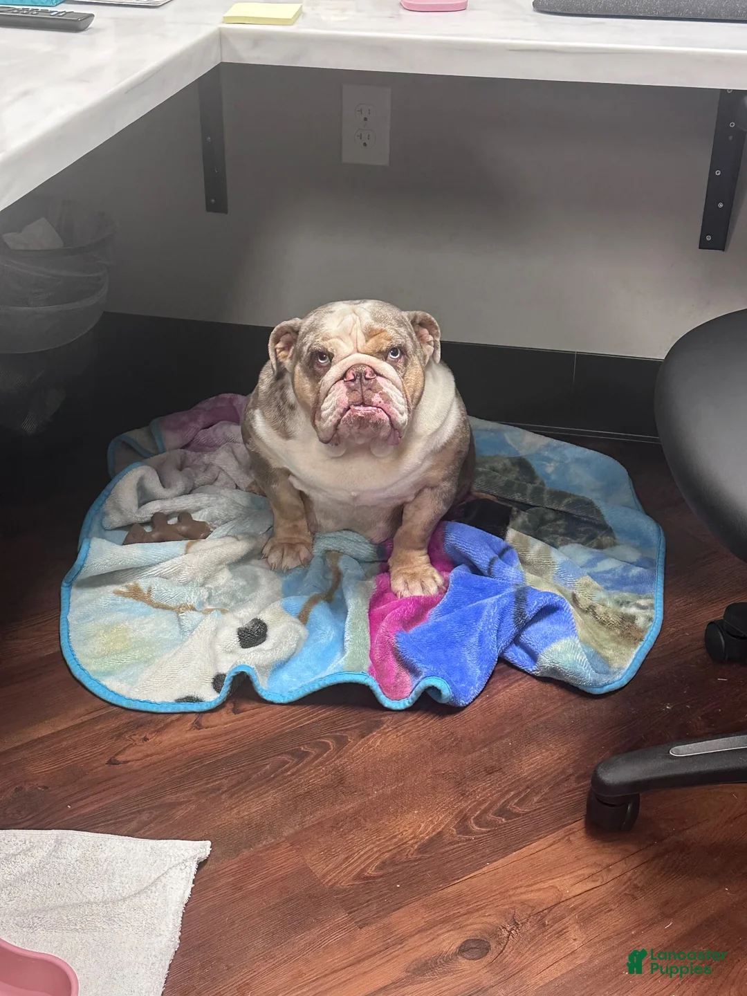 English Bulldog dogs for sale: Chunks - Ad 6