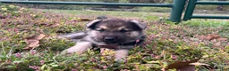 German Shepherd dogs for sale: Amethyst  - Ad 2