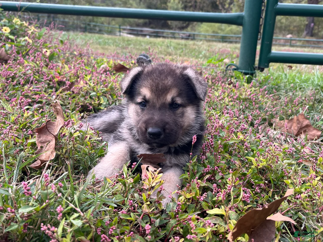 German Shepherd dogs for sale: Amethyst  - Ad 2