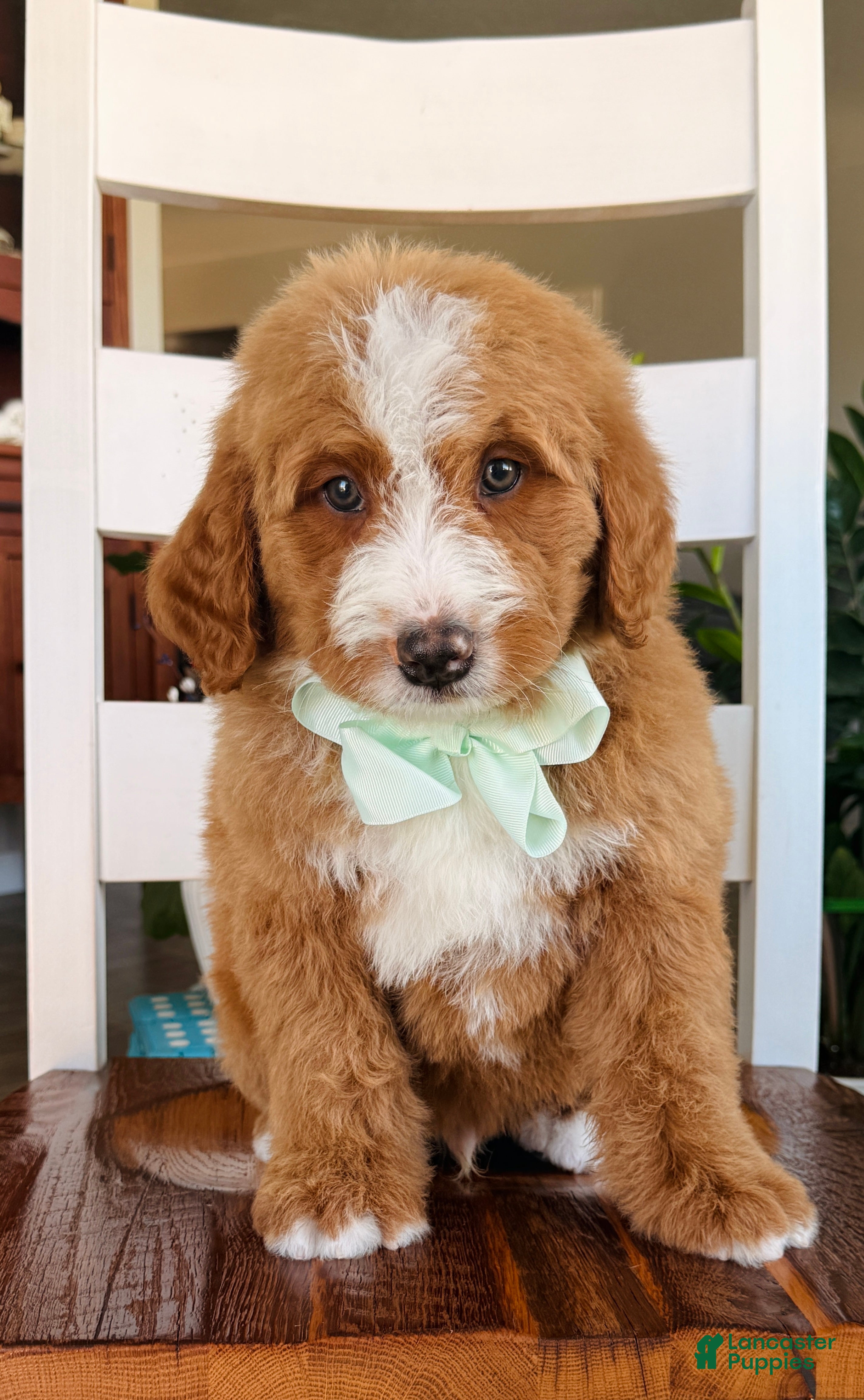 Bernedoodle dogs Max - Ad 2