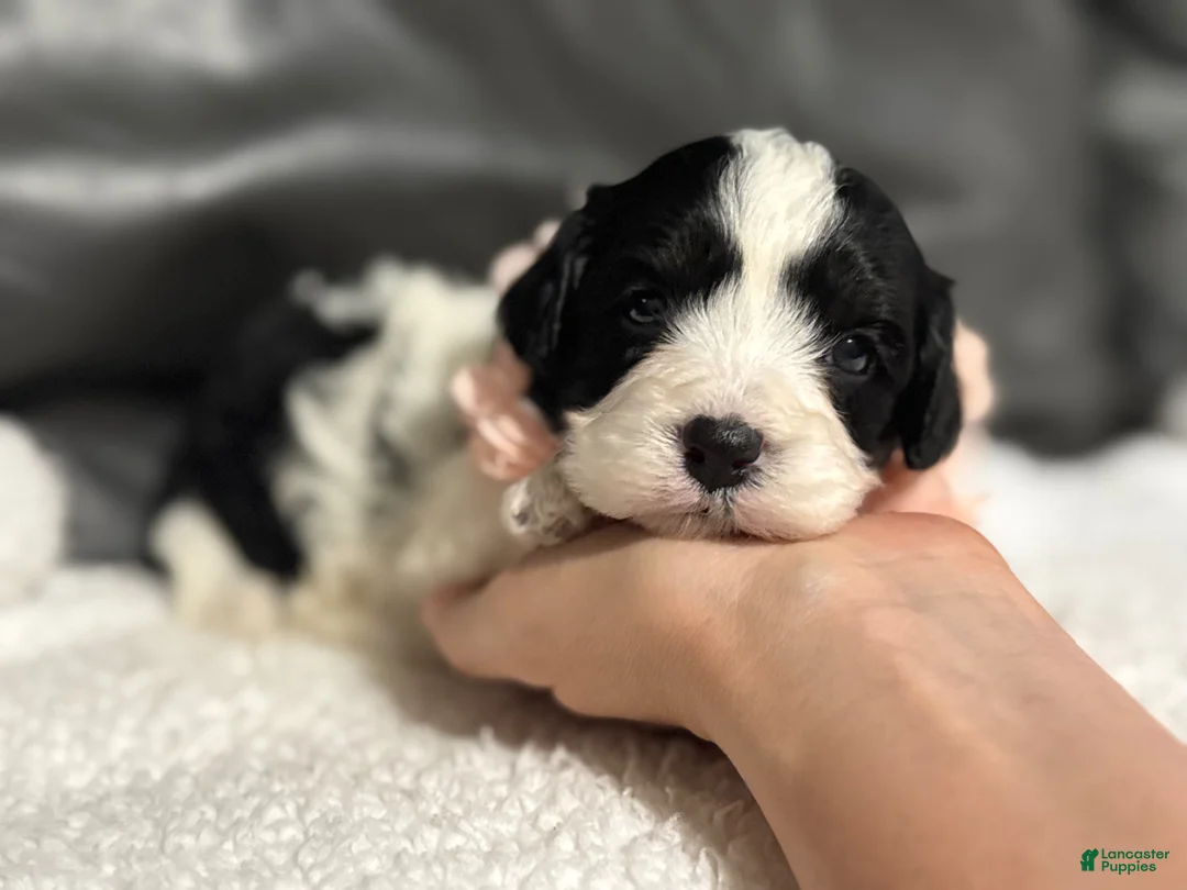 Cavapoo dogs for sale: Livia - Ad 8