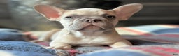 French Bulldog dogs for sale: French Bulldog Puppy 2 - Ad 1