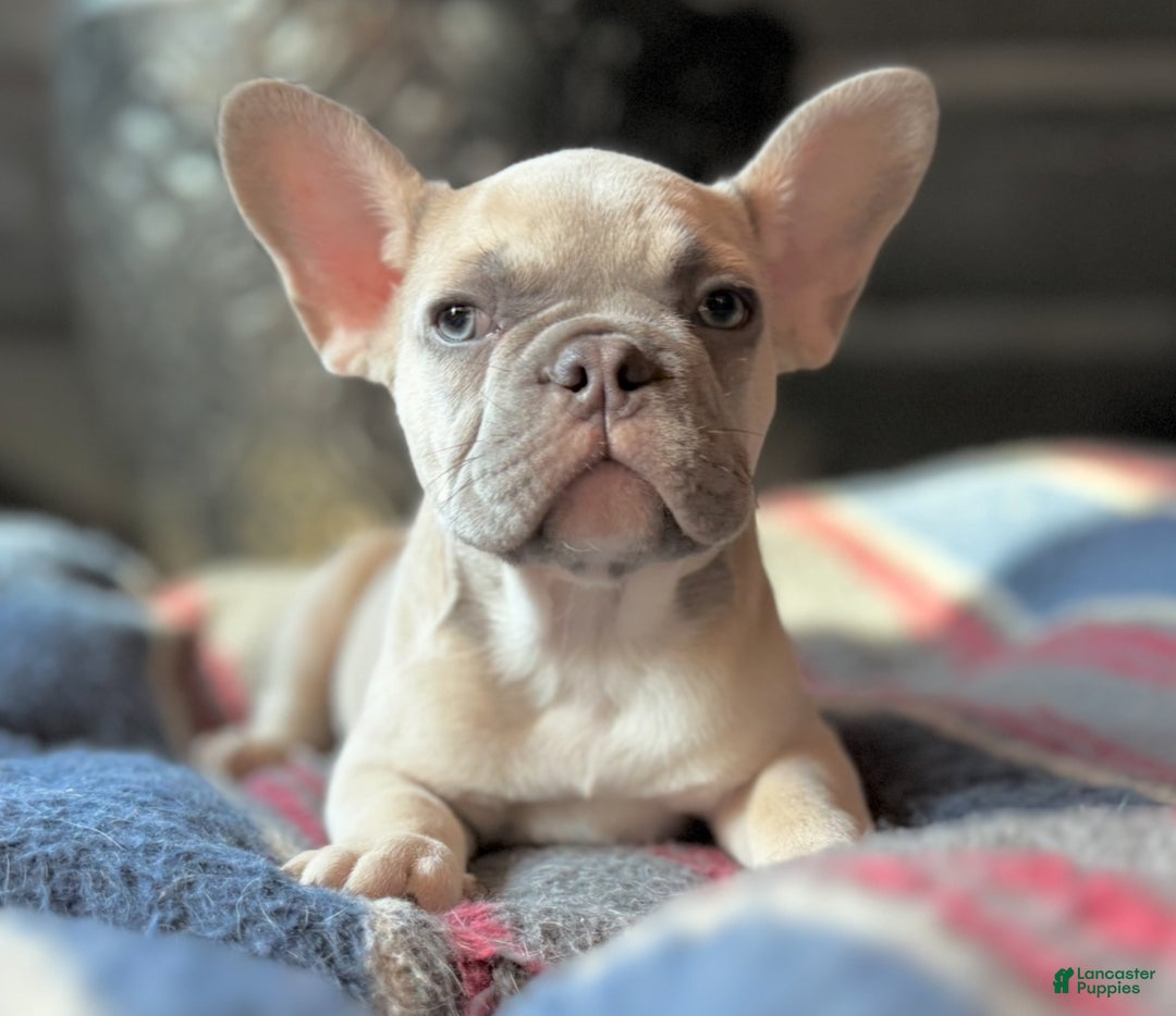 French Bulldog dogs for sale: French Bulldog Puppy 2 - Ad 1