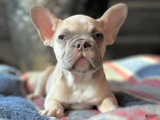 French Bulldog dogs French Bulldog Puppy 2 - Ad 12