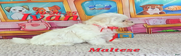 Maltese dogs for sale: Ivan - Ad 3