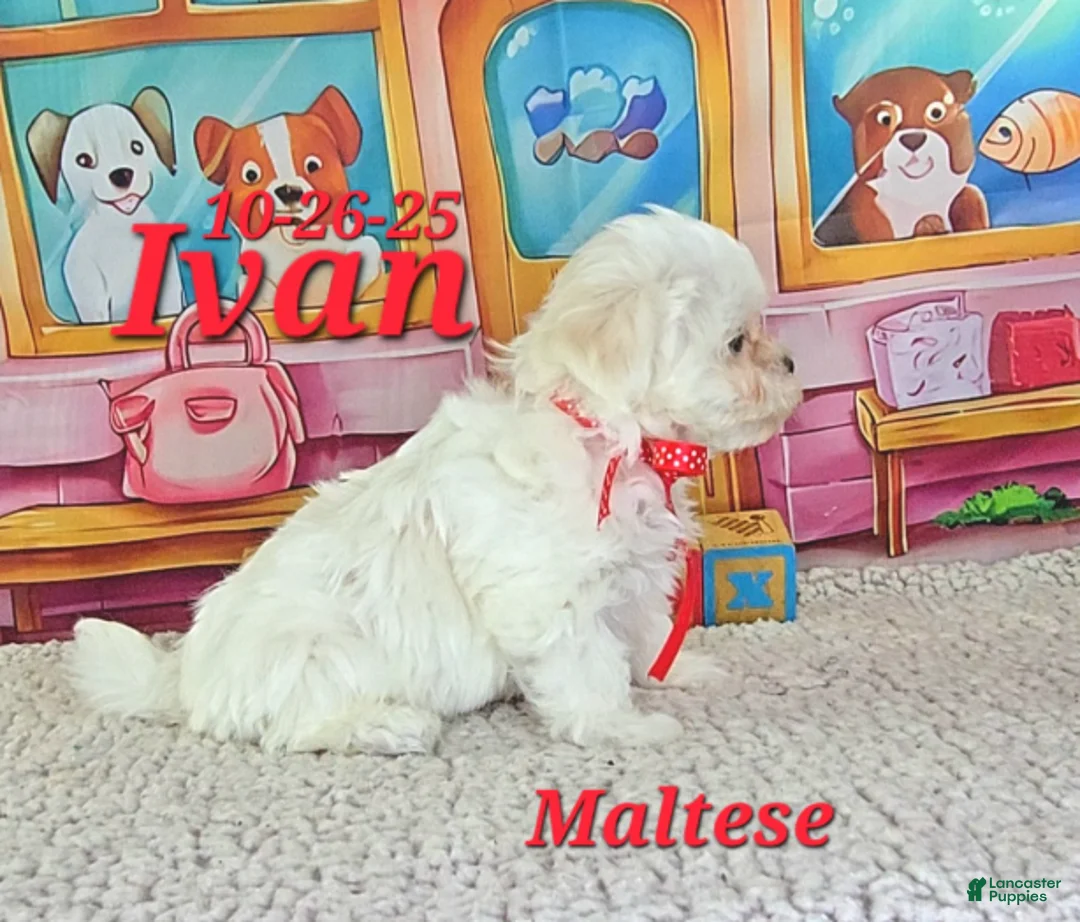 Maltese dogs for sale: Ivan - Ad 3