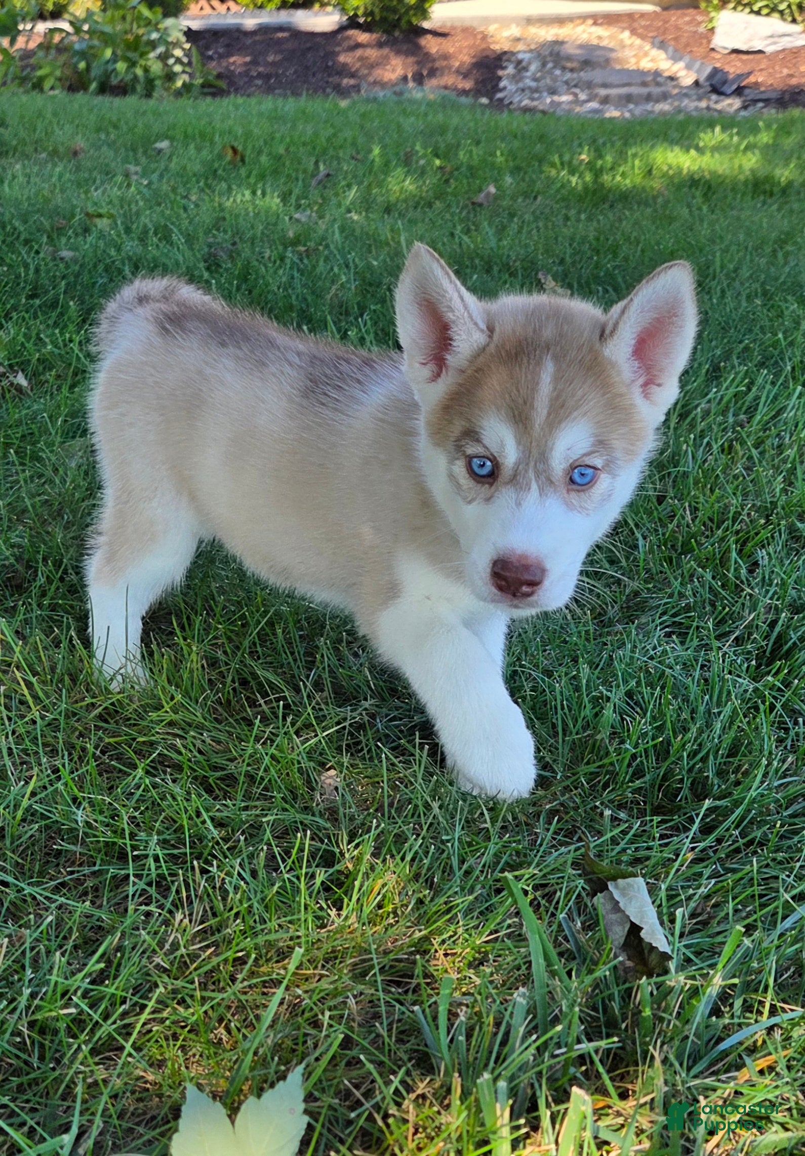 Siberian Husky dogs Georgia  - Ad 2