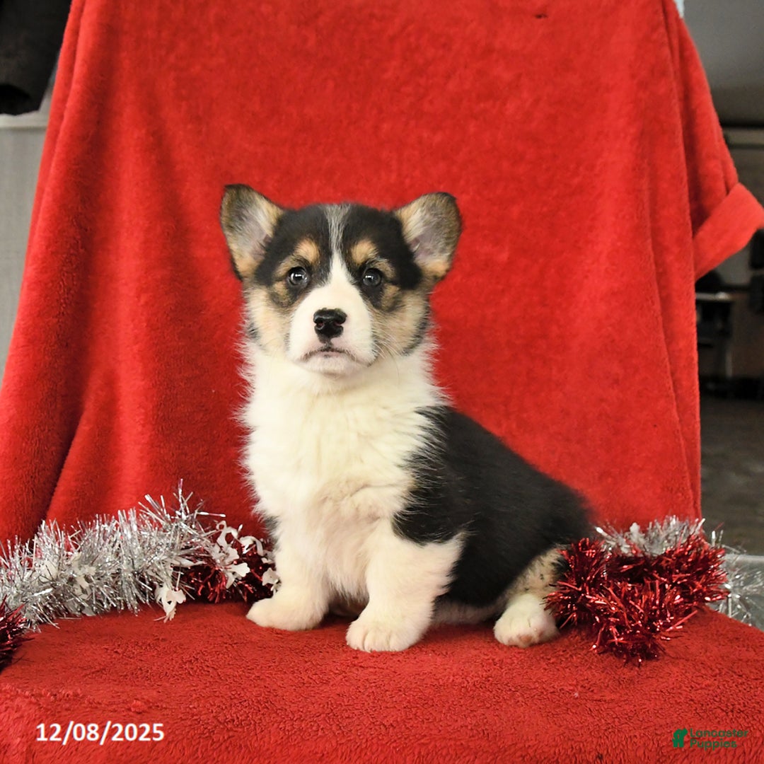 Welsh Corgi Pembroke dogs for sale: Jewel - Ad 3