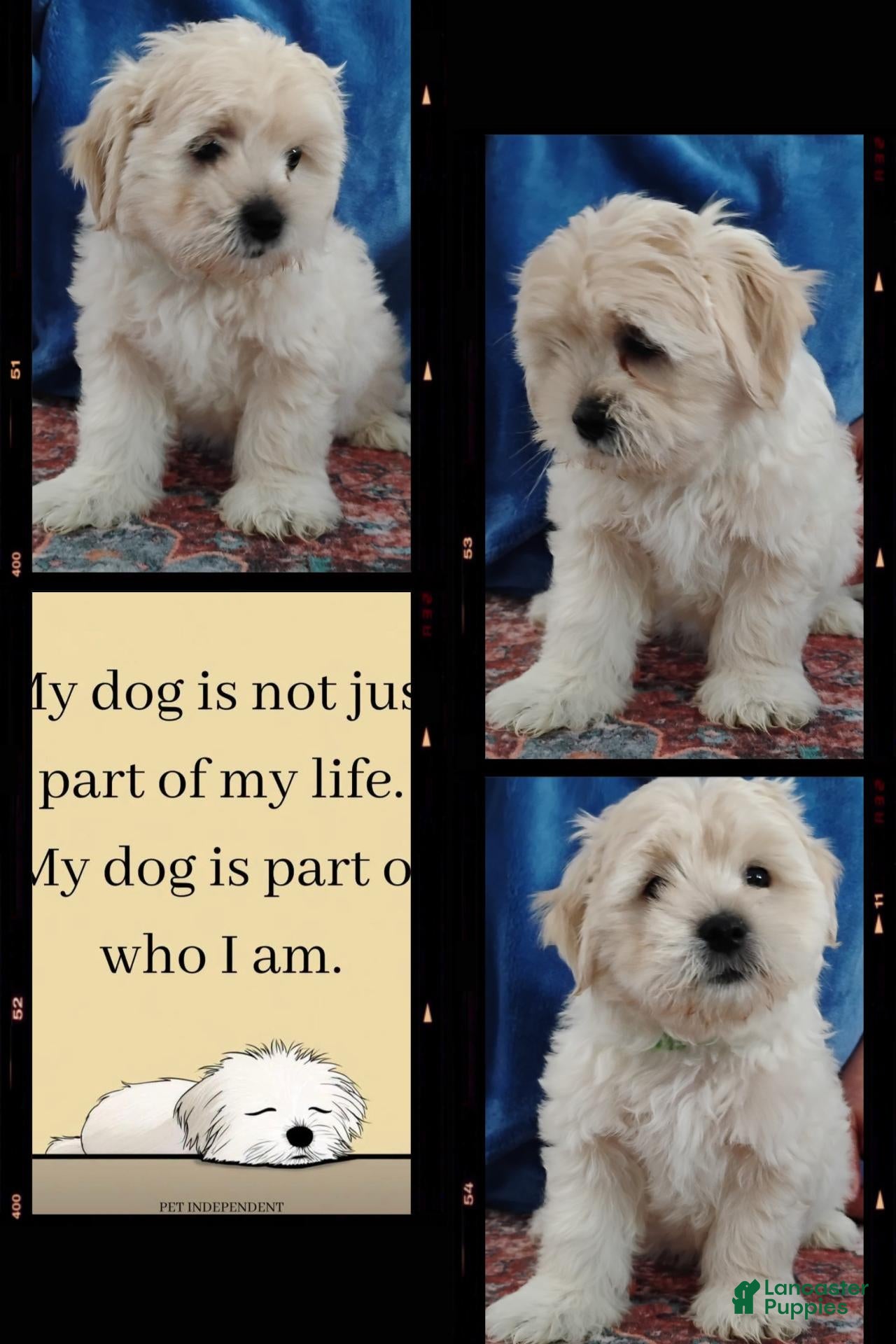 Mixed Breed dogs Ozzy - Ad 1