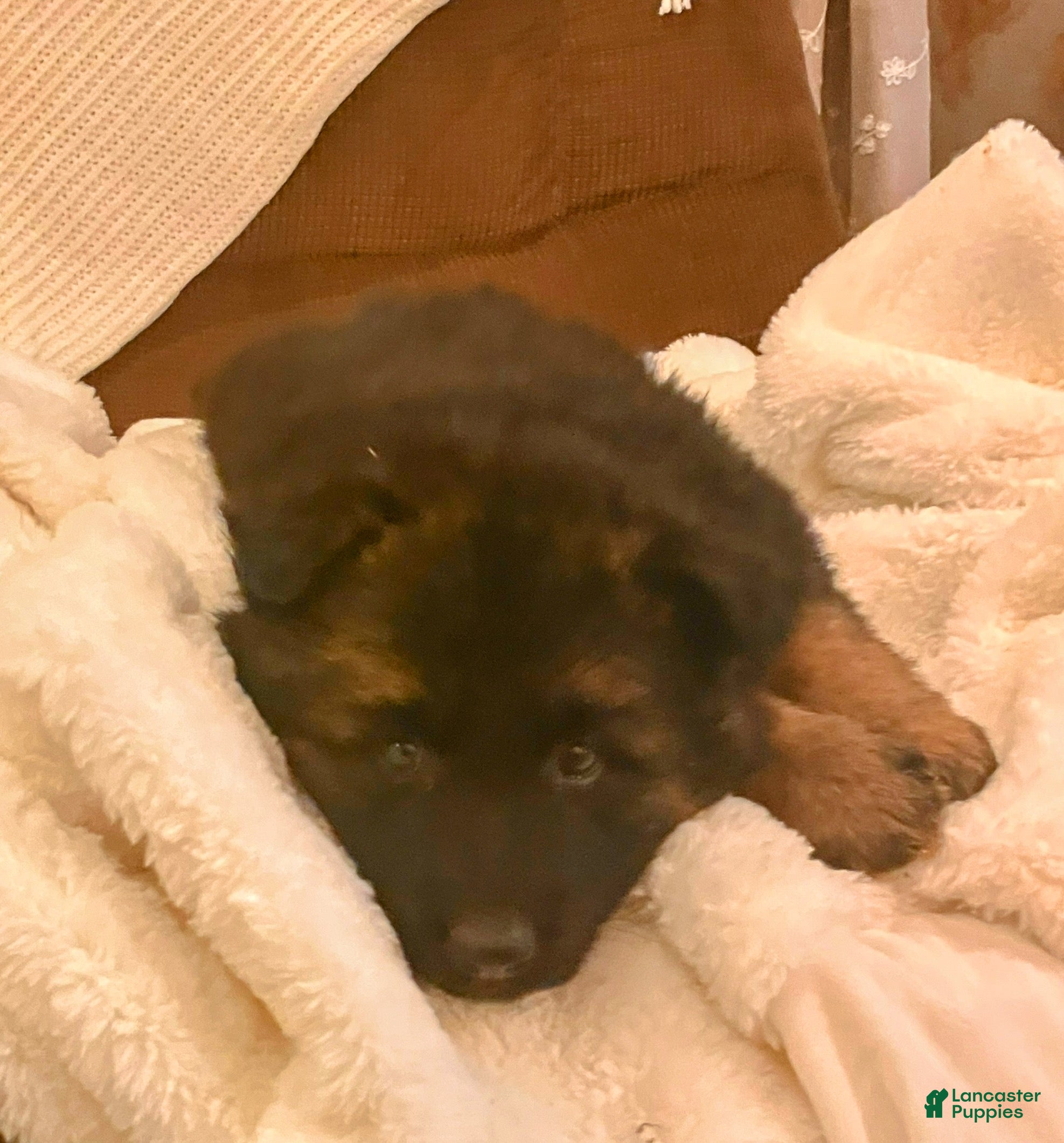 German Shepherd dogs ♥️SWEET ZARA♥️ - Ad 8