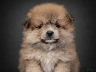 Pomeranian dogs Hunter - Ad 4