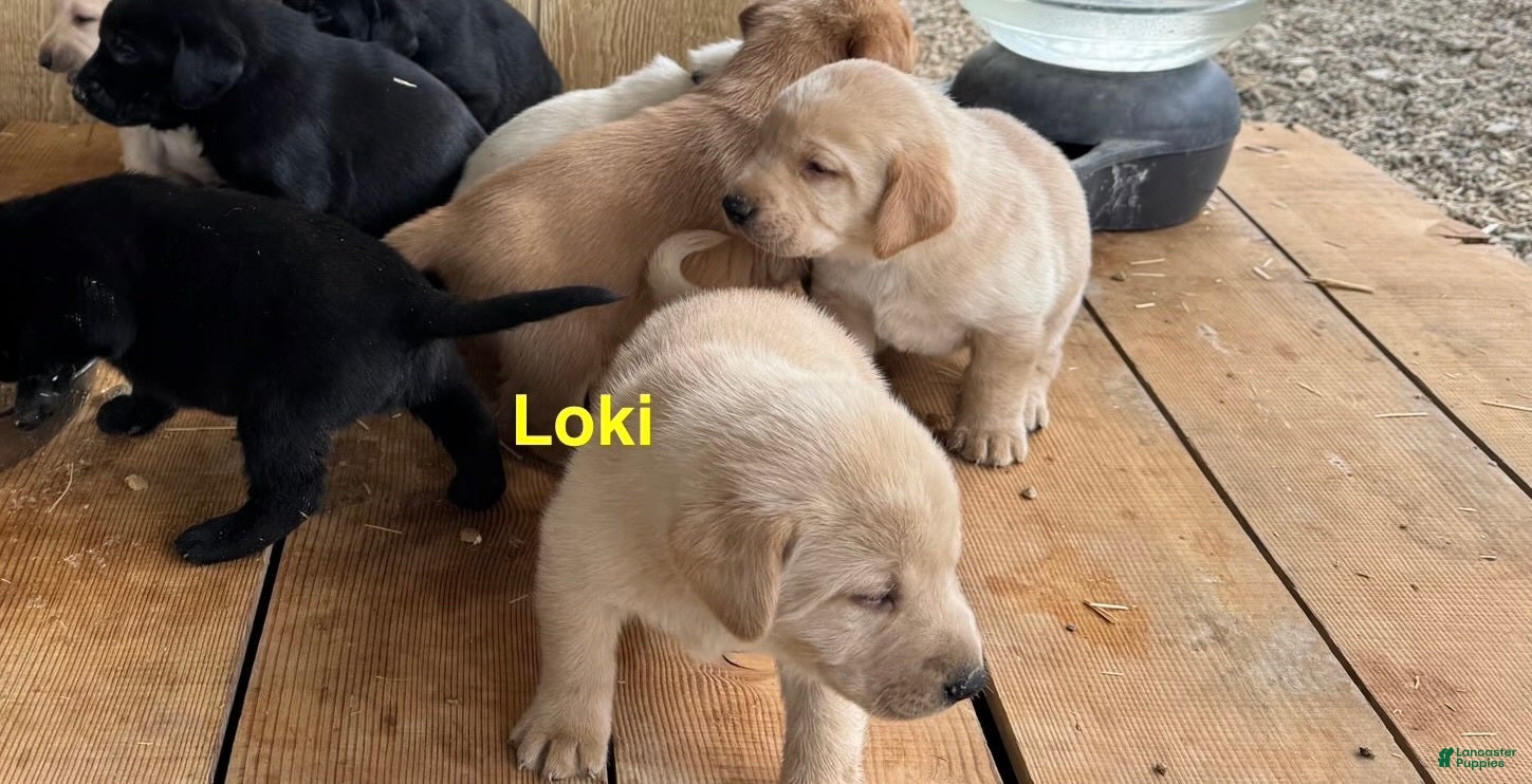 Labrador Retriever dogs for sale: Loki - Ad 2