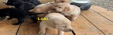 Loki