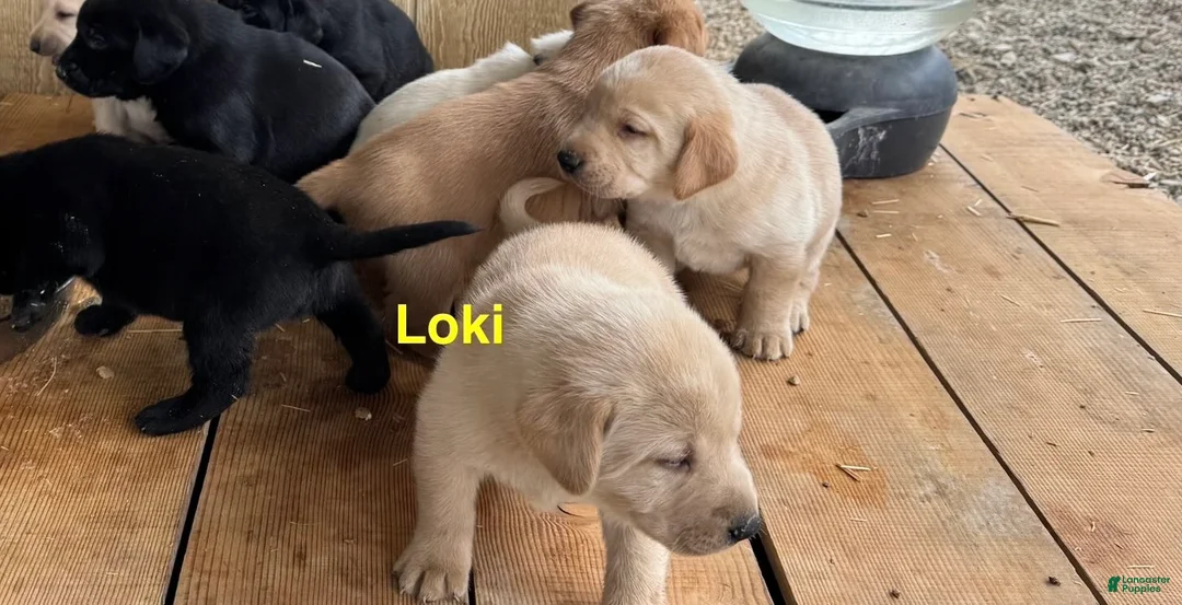 Labrador Retriever dogs for sale: Loki - Ad 1