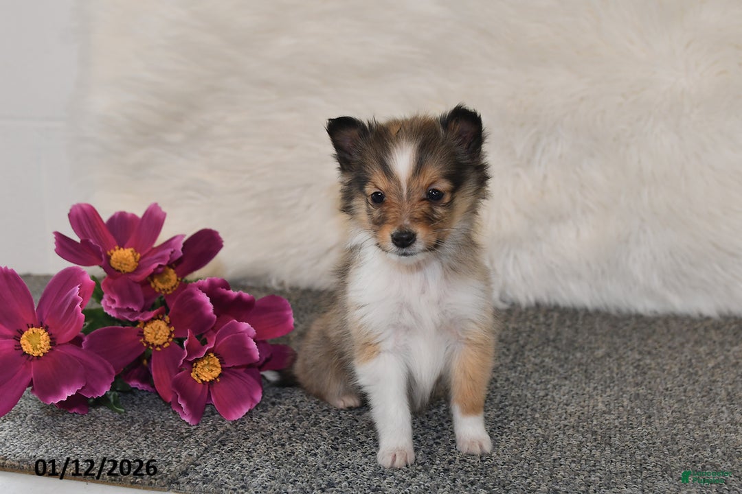 Shetland Sheepdog dogs for sale: Erica - Ad 5