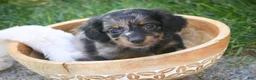 Miniature Dachshund dogs for sale: Blue Miniature Dachshund  - Ad 6