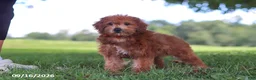 Yochon dogs for sale: Lucky - Ad 5