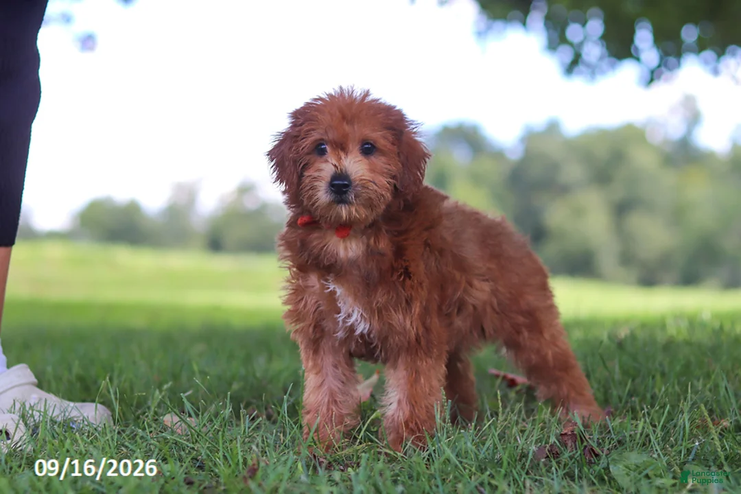 Yochon dogs for sale: Lucky - Ad 5
