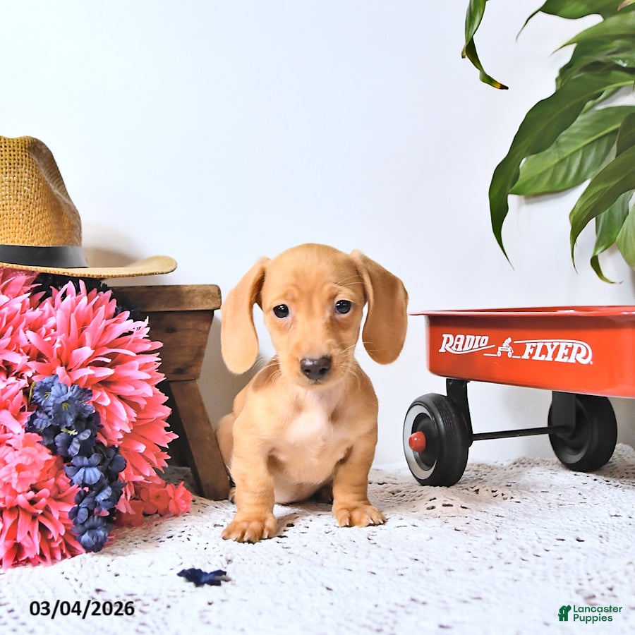 Miniature Dachshund dogs Taffy - Ad 2