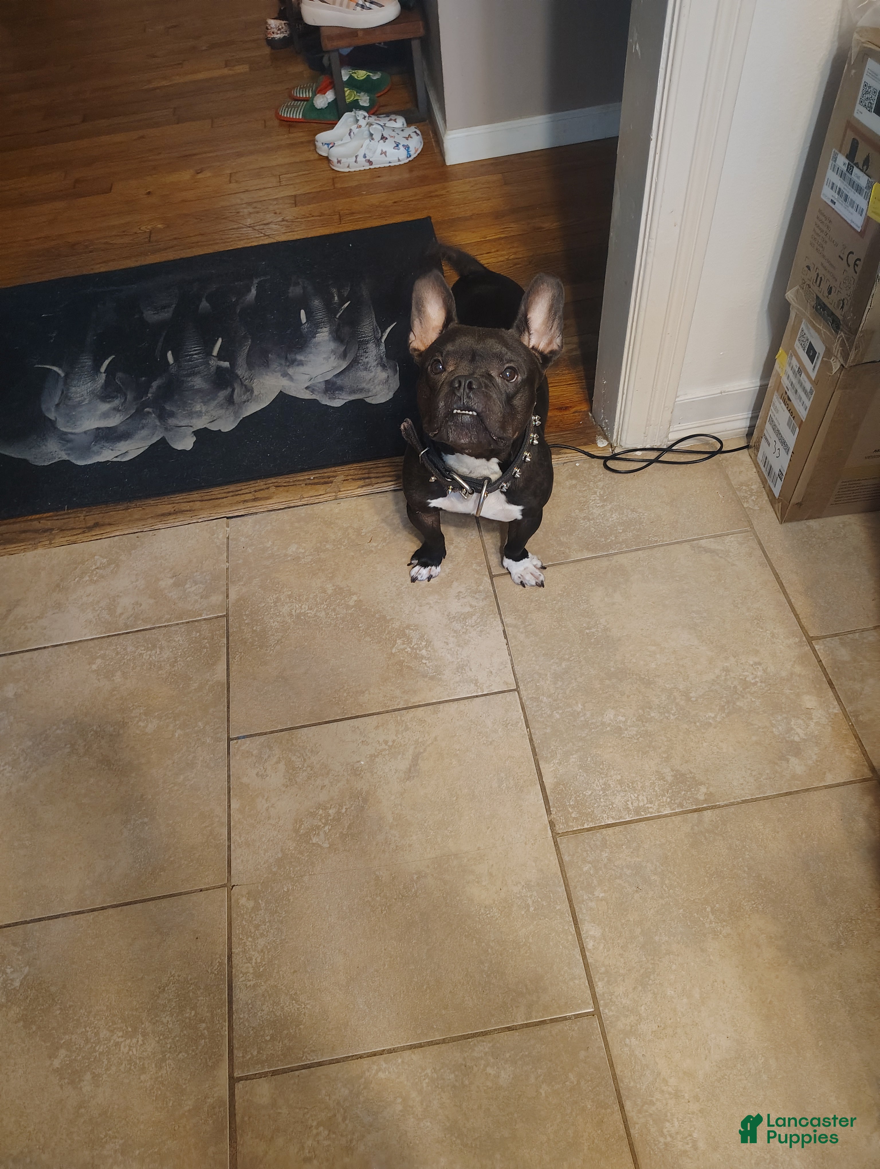 American Bully dogs Frenchie  - Ad 1