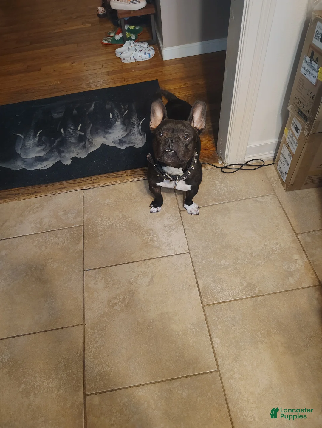 American Bully dogs for sale: Frenchie  - Ad 1