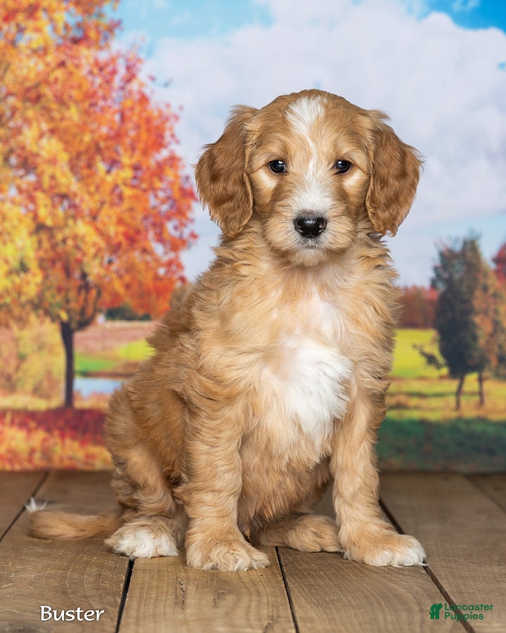 Goldendoodle dogs Buster - Ad 1
